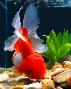 Understanding The Goldfish Tank Environment