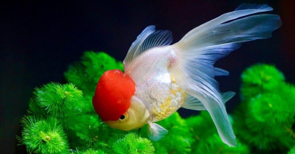 Why Substrates Matter in Goldfish Tanks