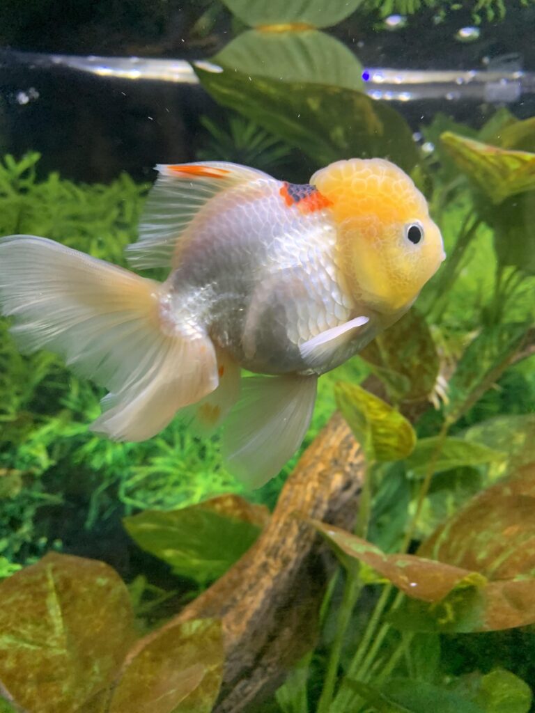 fry goldfish-maintain