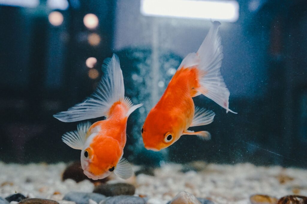 Goldfish Jumping Out of the Tank-activities