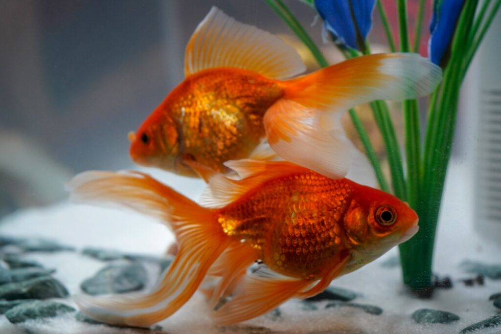 Treatment Tactics: Your Goldfish's Best Shot At Survival