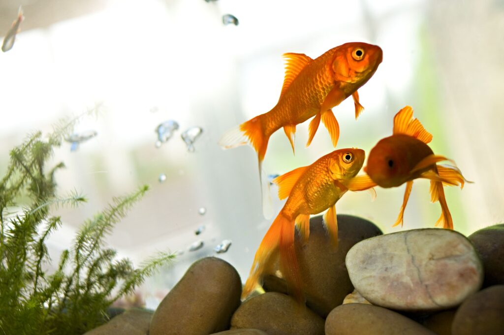 Goldfish Ulcer Symptoms
