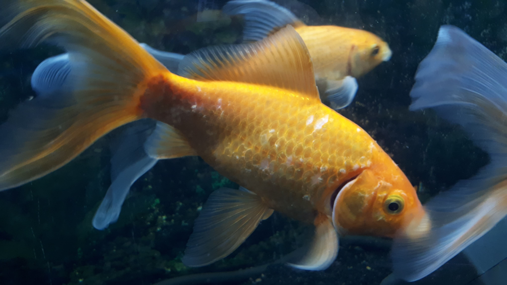 Symptoms and Signs in Goldfish Loss Scales