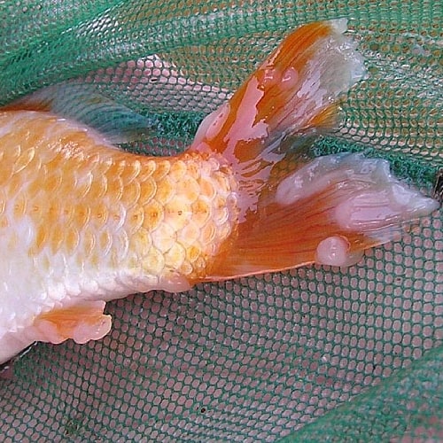 Identifying Carp Pox Virus in Goldfish