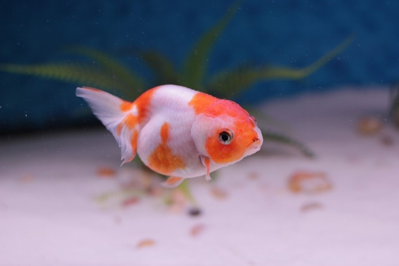 Preventing Internal Parasites in Goldfish