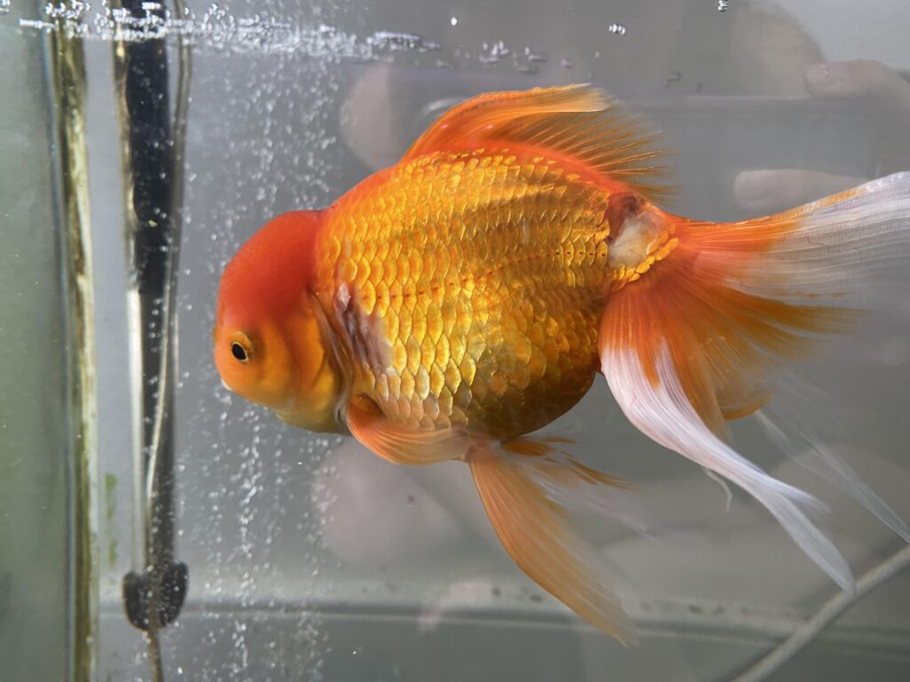 Common Causes in Goldfish Loss Scales