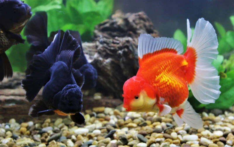 Goldfish Substrates Clean
