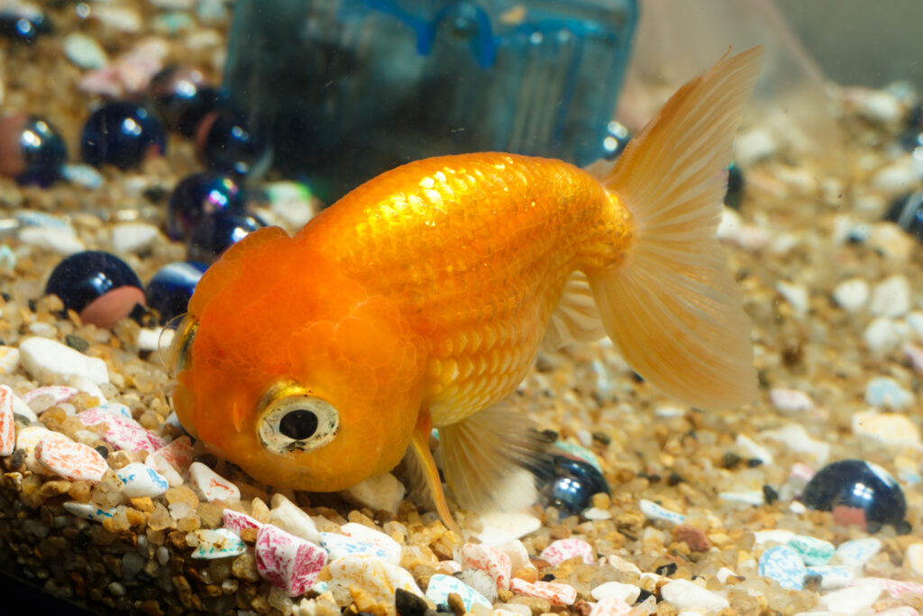 Popeye in Goldfish