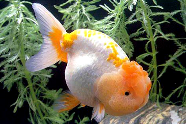 Preventing Ammonia Poisoning in Goldfish