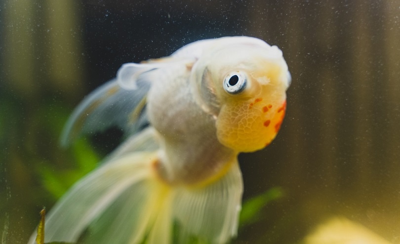 Understanding Swim Bladder Disorder in Goldfish