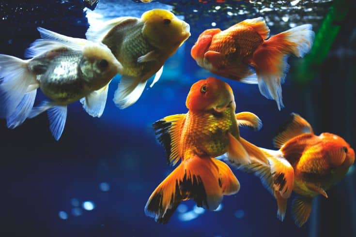 Aquarium Setup for Goldfish Mates