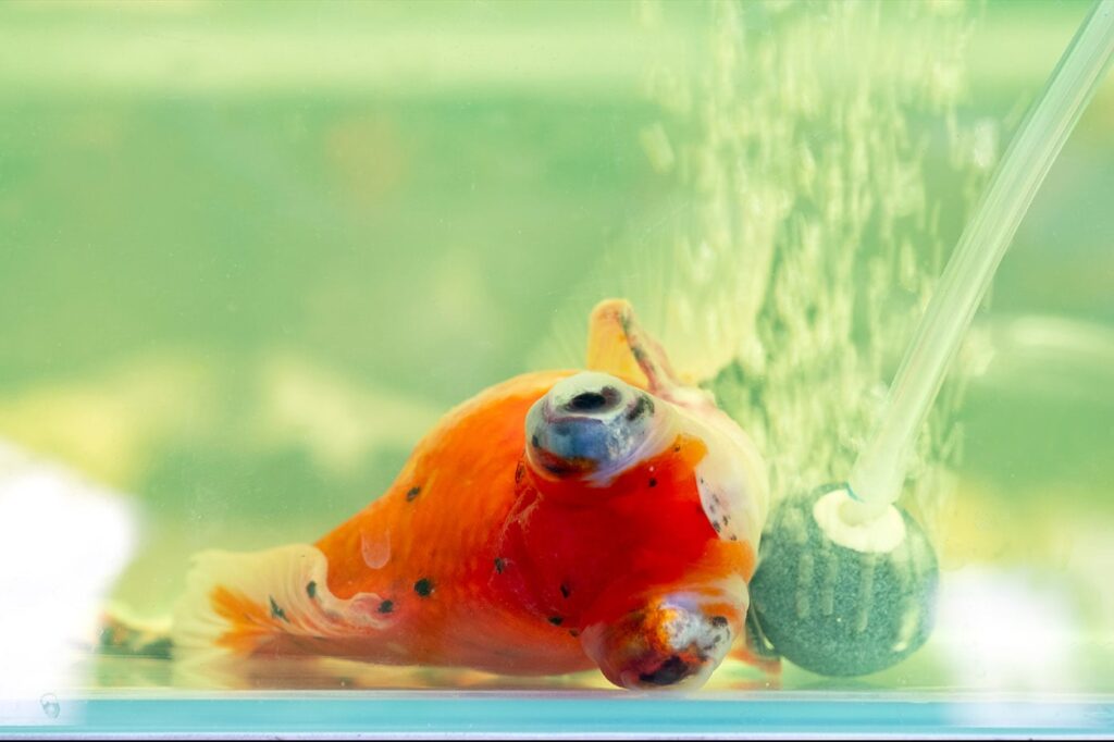 Managing Sick or Stressed Goldfish