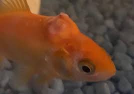 Symptoms of Fish Tuberculosis in Goldfish