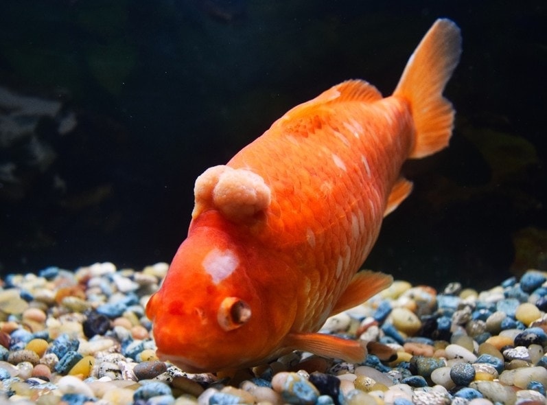 Understanding Goldfish Tumors