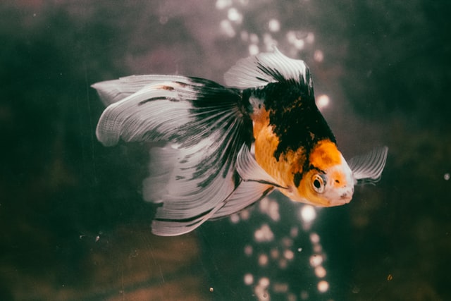 Unmasking the Causes of Goldfish Tumors