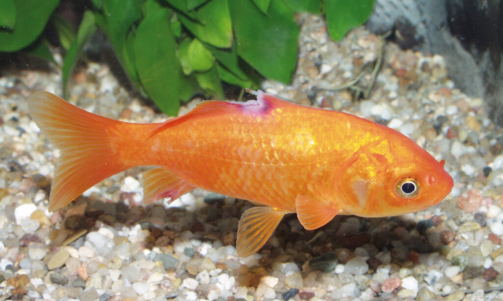 Ulcers in Goldfish