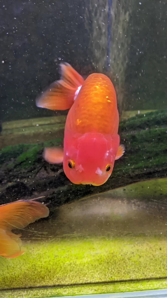 Goldfish Wen Growth Process