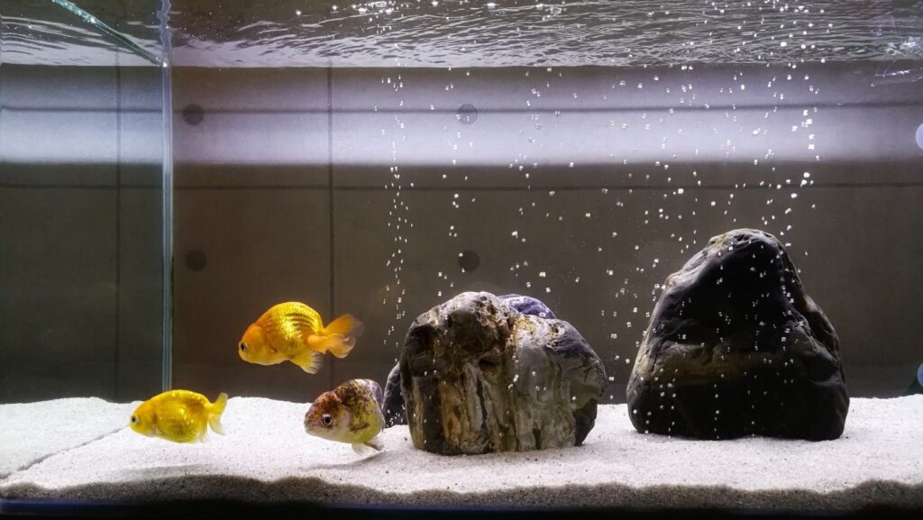 Understanding Nitrate Levels in a Goldfish Tank