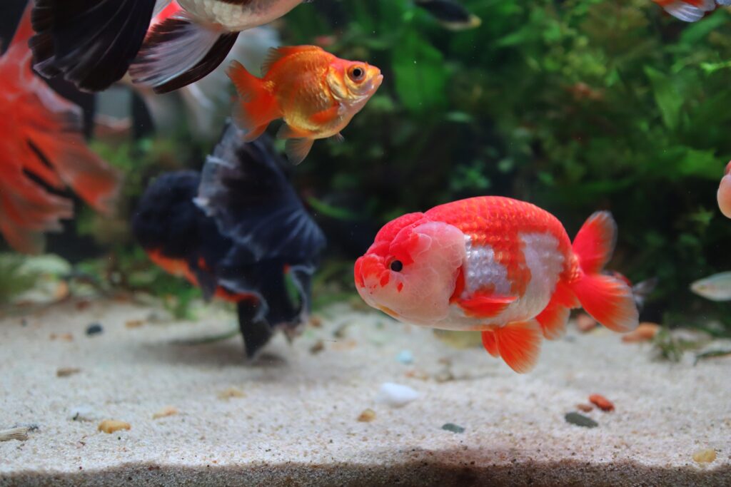 Goldfish Losing Weight